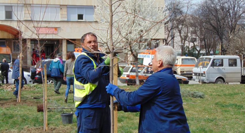 Залесяват града с магнолии и брези