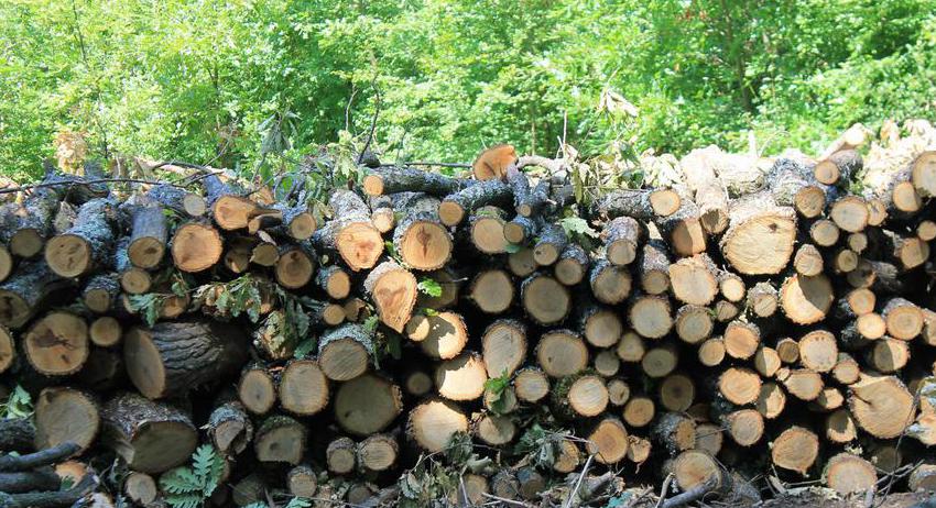 Задържаха крадец - продавач на евтини дърва