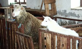 Заради 6 скрити овце осъдиха земеделец