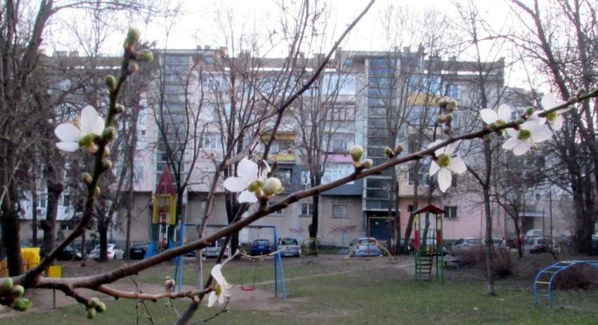 Посрещнахме Баба Марта с цъфнали дръвчета