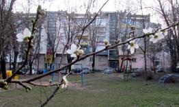 Посрещнахме Баба Марта с цъфнали дръвчета