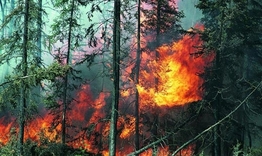 Пожар унищожи един декар иглолистна гора край Мараш 