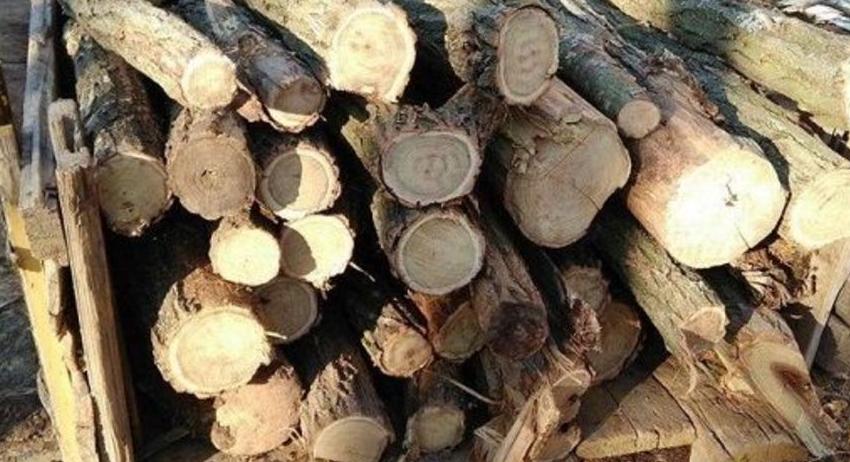 Продължават интензивните проверки в горите 
