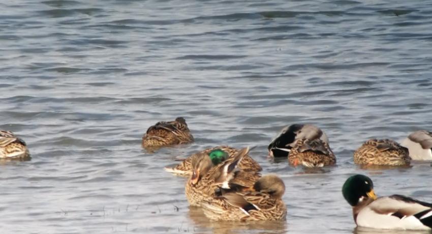 РИОСВ  участва в 45-тото среднозимно преброяване на водолюбиви птици