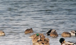 РИОСВ  участва в 45-тото среднозимно преброяване на водолюбиви птици