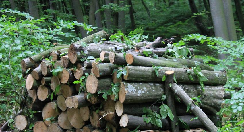 Горското: Снабдяването на населението с дърва върви по план 