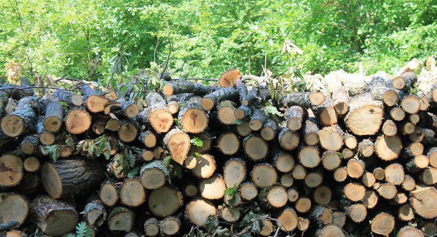 11 717 кубически метра дърва за огрев са доставили горските стопанства на гражданите в община Шумен