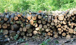 11 717 кубически метра дърва за огрев са доставили горските стопанства на гражданите в община Шумен