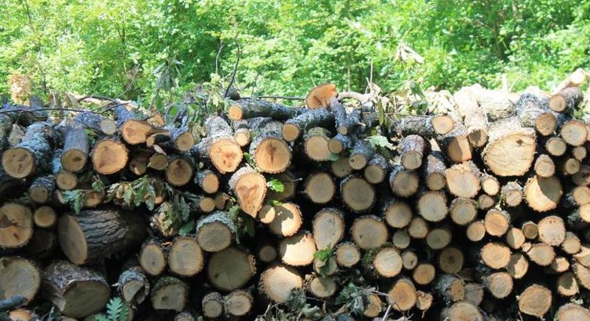 Приключи набирането на заявки за дърва за огрев за следващата зима