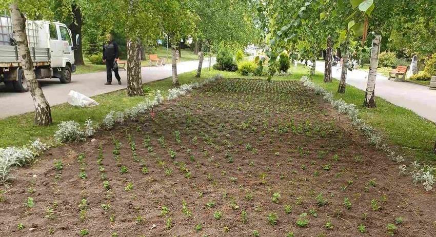 Започна зацветяването с 8500 растения на Градската градина