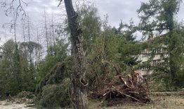 Започна оглед за опасни дървета и клони
