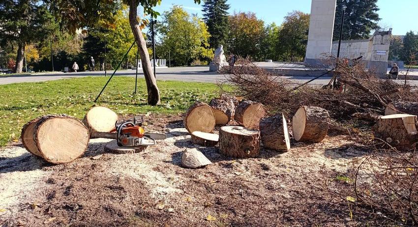 Започна премахването на сухите смърчове в парка до Общината
