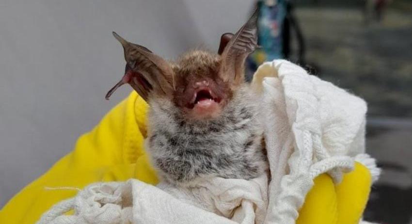 Рядък вид прилеп обитава пещера „Бисерна“