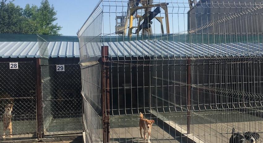Временно се преустановява приемът на нови кучета в Общинския приют