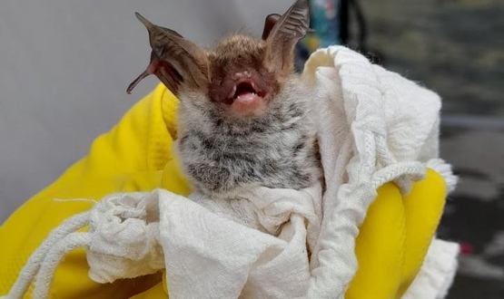 Рядък вид прилеп обитава пещера „Бисерна“