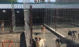 Временно се преустановява приемът на нови кучета в Общинския приют